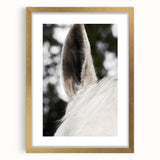 Rustic Wall Art - Close-Up Horse Ear Detail, Farmhouse Decor Print