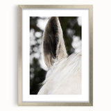 Rustic Wall Art - Close-Up Horse Ear Detail, Farmhouse Decor Print
