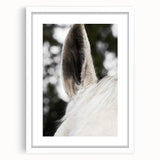 Rustic Wall Art - Close-Up Horse Ear Detail, Farmhouse Decor Print