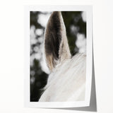 Rustic Wall Art - Close-Up Horse Ear Detail, Farmhouse Decor Print