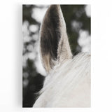 Rustic Wall Art - Close-Up Horse Ear Detail, Farmhouse Decor Print