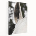 Rustic Wall Art - Close-Up Horse Ear Detail, Farmhouse Decor Print
