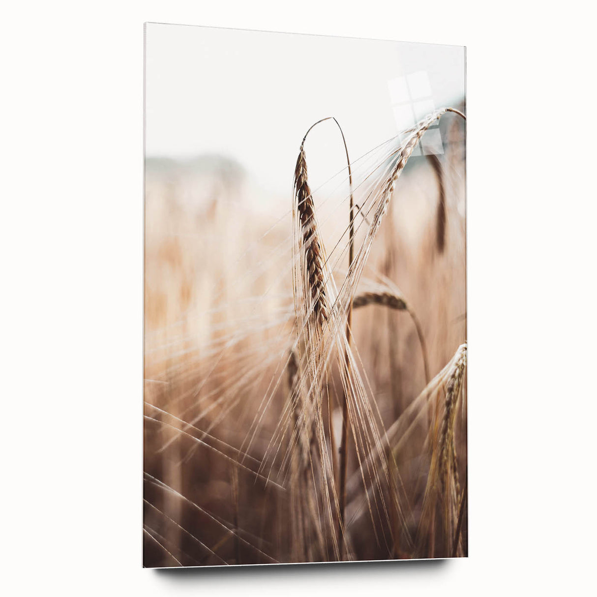 Golden Wheat Field Close-Up, Rustic Country Wall Art