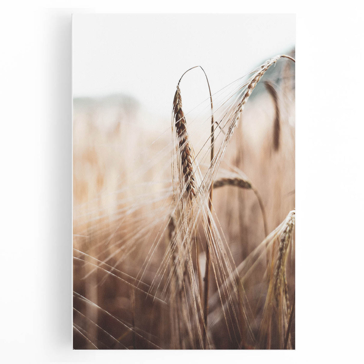 Golden Wheat Field Close-Up, Rustic Country Wall Art