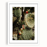Rustic Wall Art - Prickly Pear Cactus with Red Fruit, Farmhouse Decor