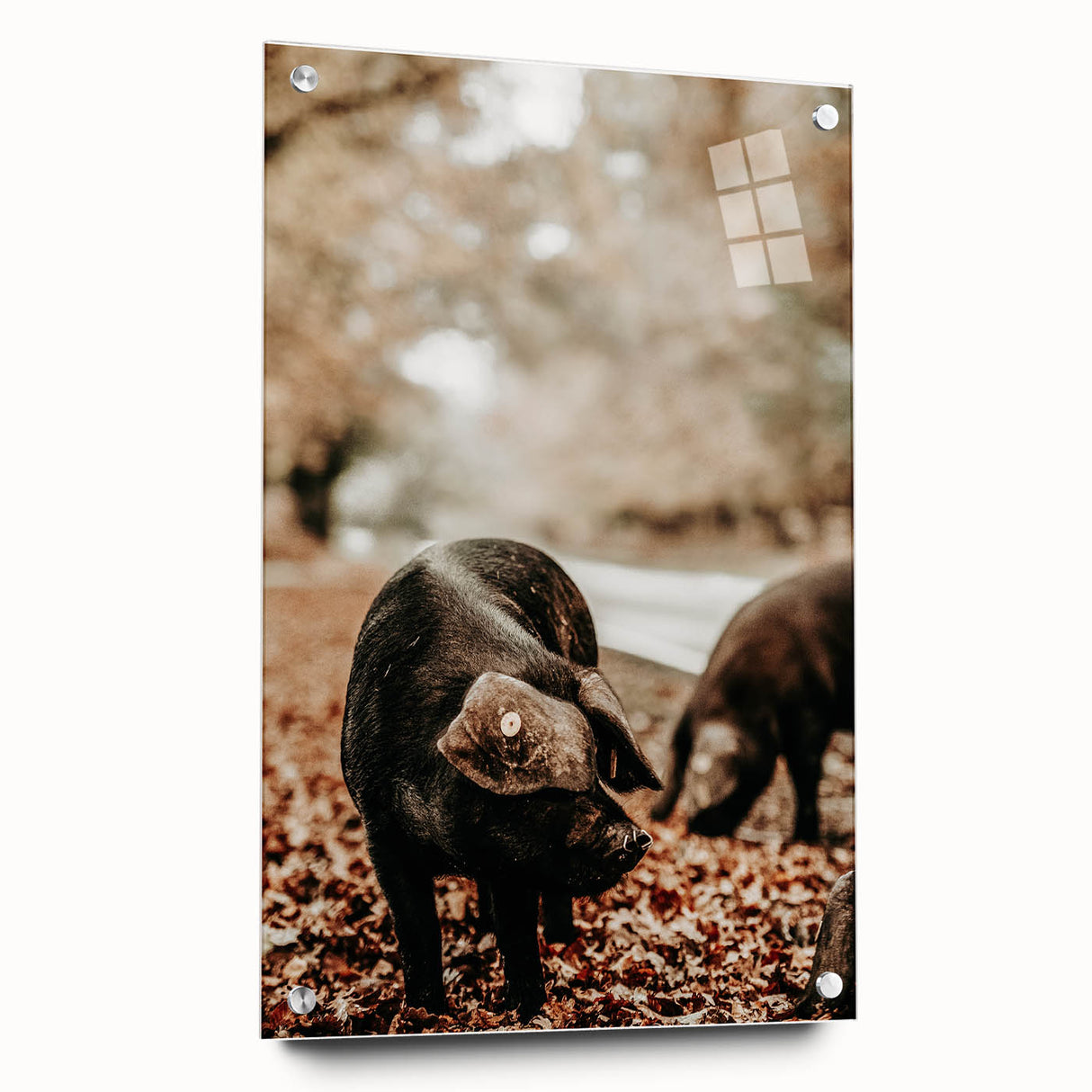 Rustic Wall Art - Black Pig in Autumn Forest, Farmhouse Decor Print