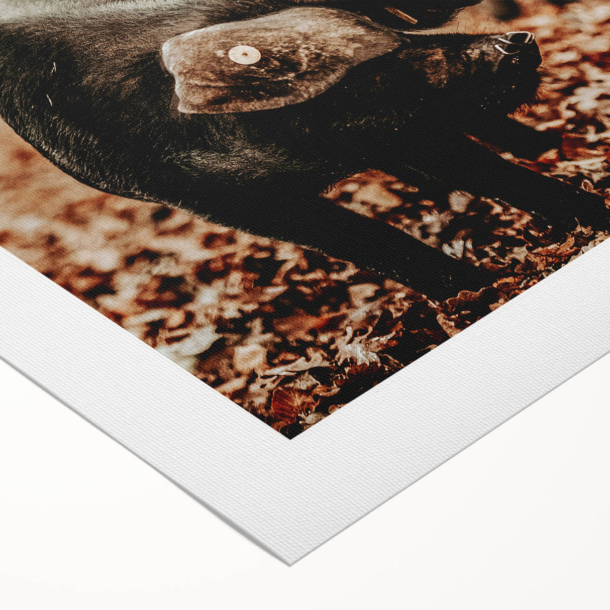 Rustic Wall Art - Black Pig in Autumn Forest, Farmhouse Decor Print