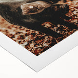 Rustic Wall Art - Black Pig in Autumn Forest, Farmhouse Decor Print