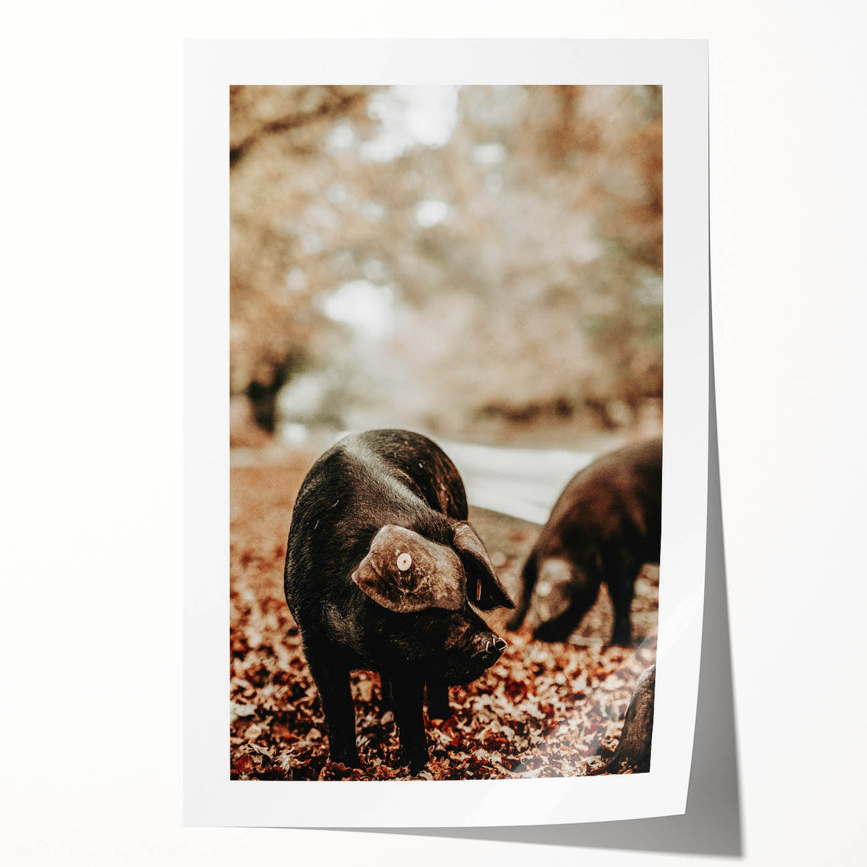 Rustic Wall Art - Black Pig in Autumn Forest, Farmhouse Decor Print