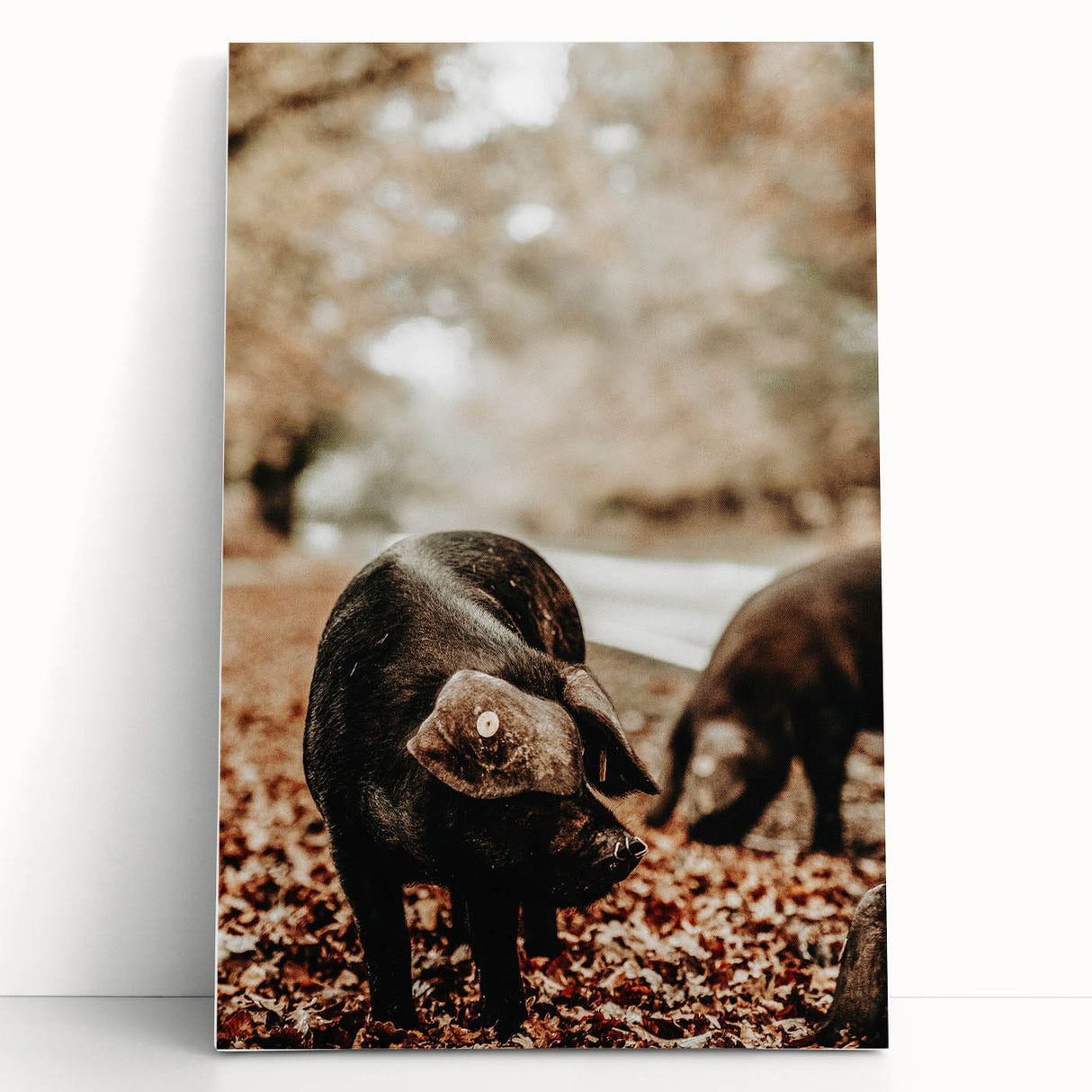 Rustic Wall Art - Black Pig in Autumn Forest, Farmhouse Decor Print