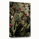 Rustic Wall Art - Prickly Pear Cactus with Red Fruit, Farmhouse Decor Print