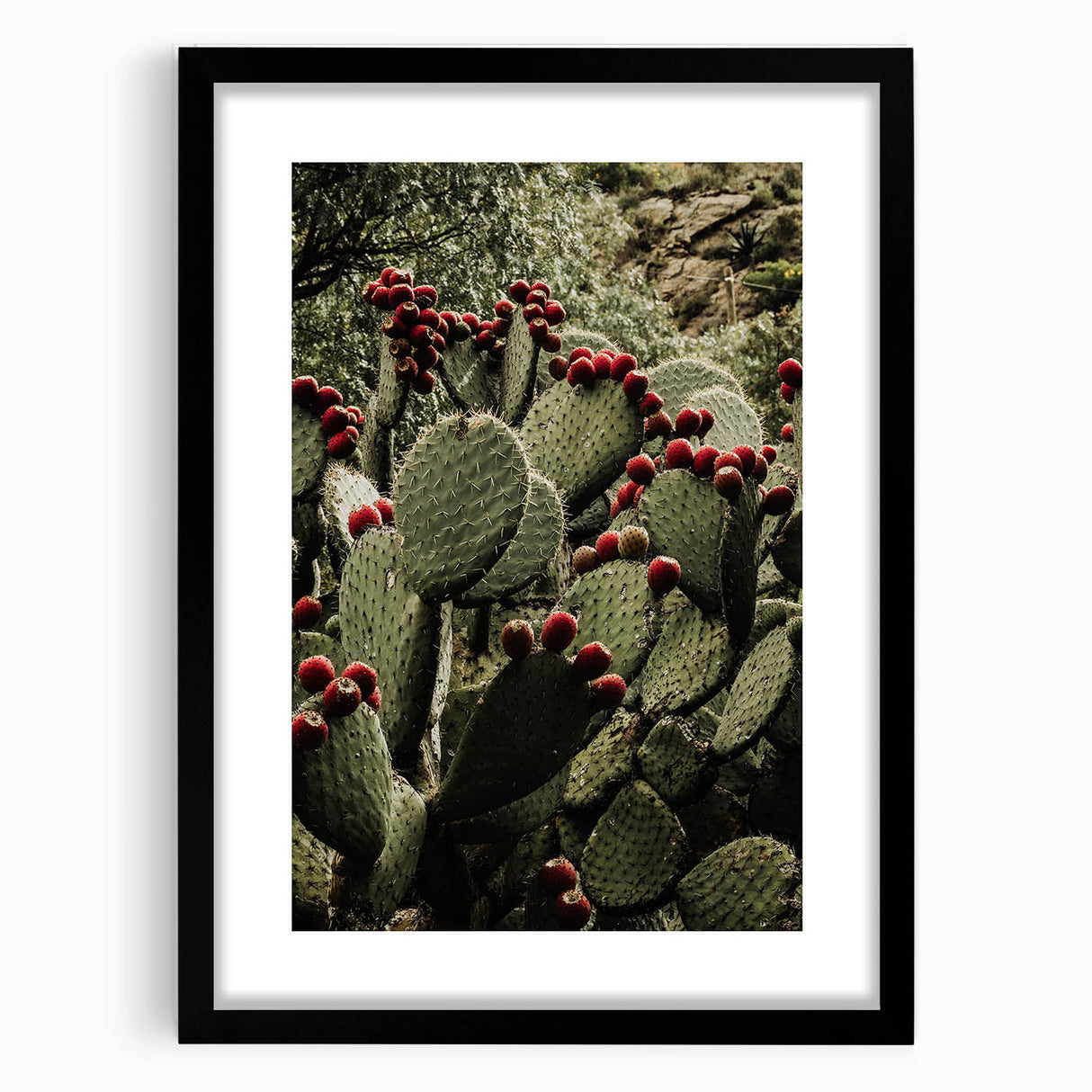 Rustic Wall Art - Prickly Pear Cactus with Red Fruit, Farmhouse Decor Print
