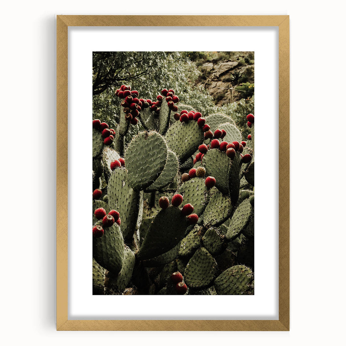Rustic Wall Art - Prickly Pear Cactus with Red Fruit, Farmhouse Decor Print