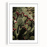 Rustic Wall Art - Prickly Pear Cactus with Red Fruit, Farmhouse Decor Print