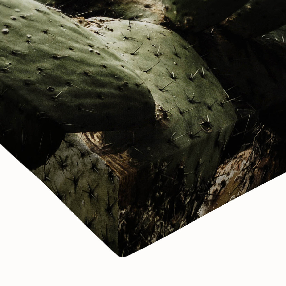 Rustic Wall Art - Prickly Pear Cactus with Red Fruit, Farmhouse Decor Print