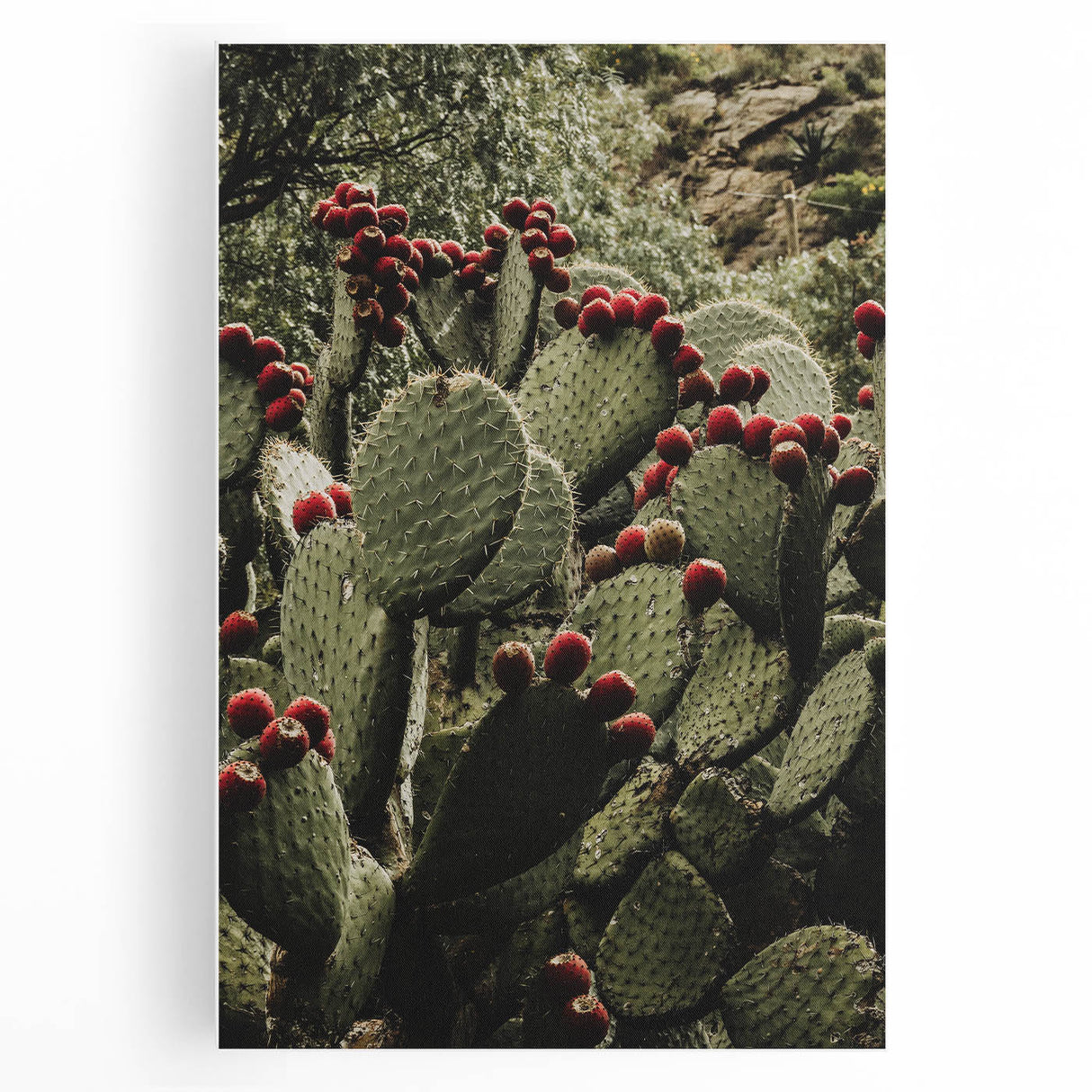 Rustic Wall Art - Prickly Pear Cactus with Red Fruit, Farmhouse Decor Print
