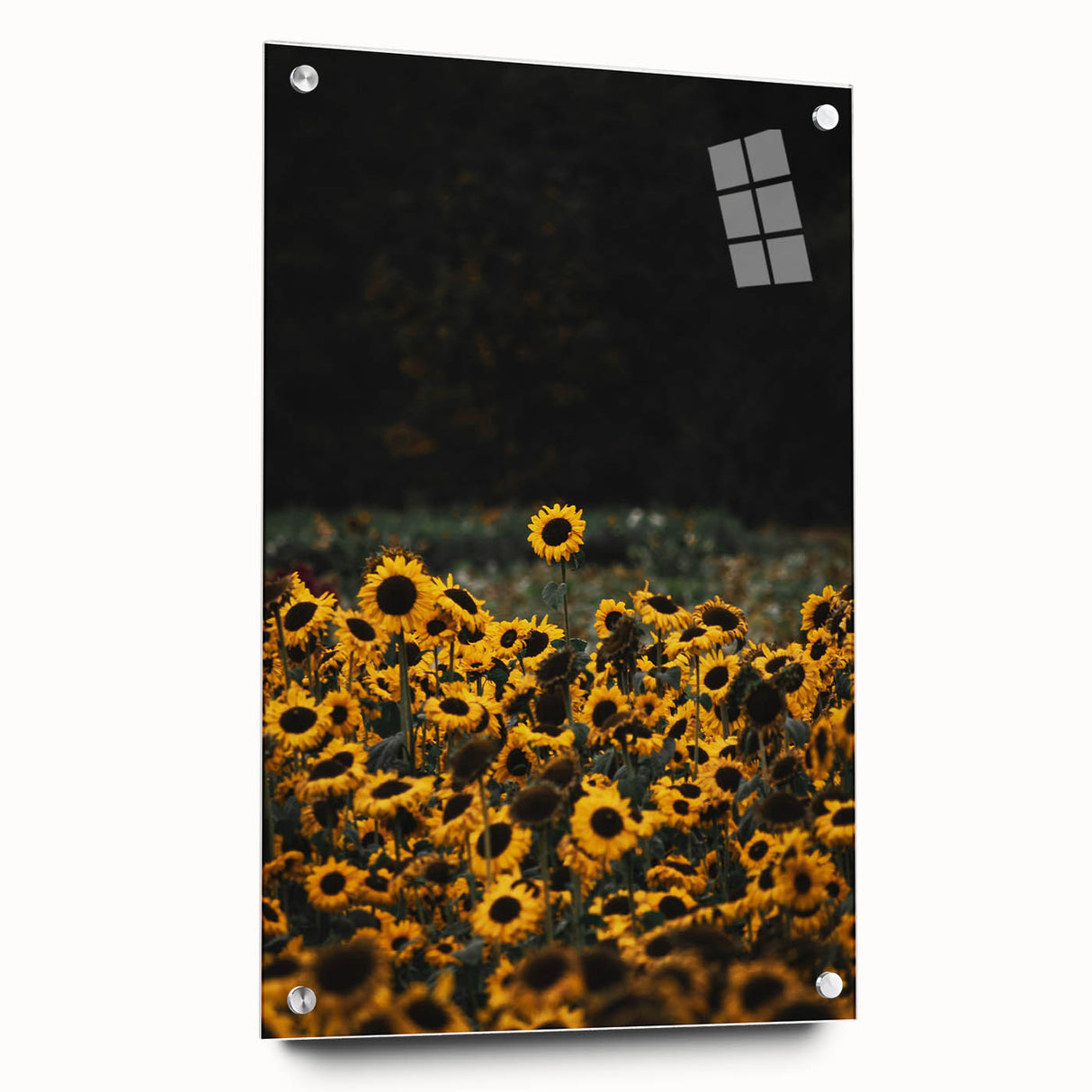 Rustic Wall Art - Sunflower Field at Sunset, Farmhouse Decor Print