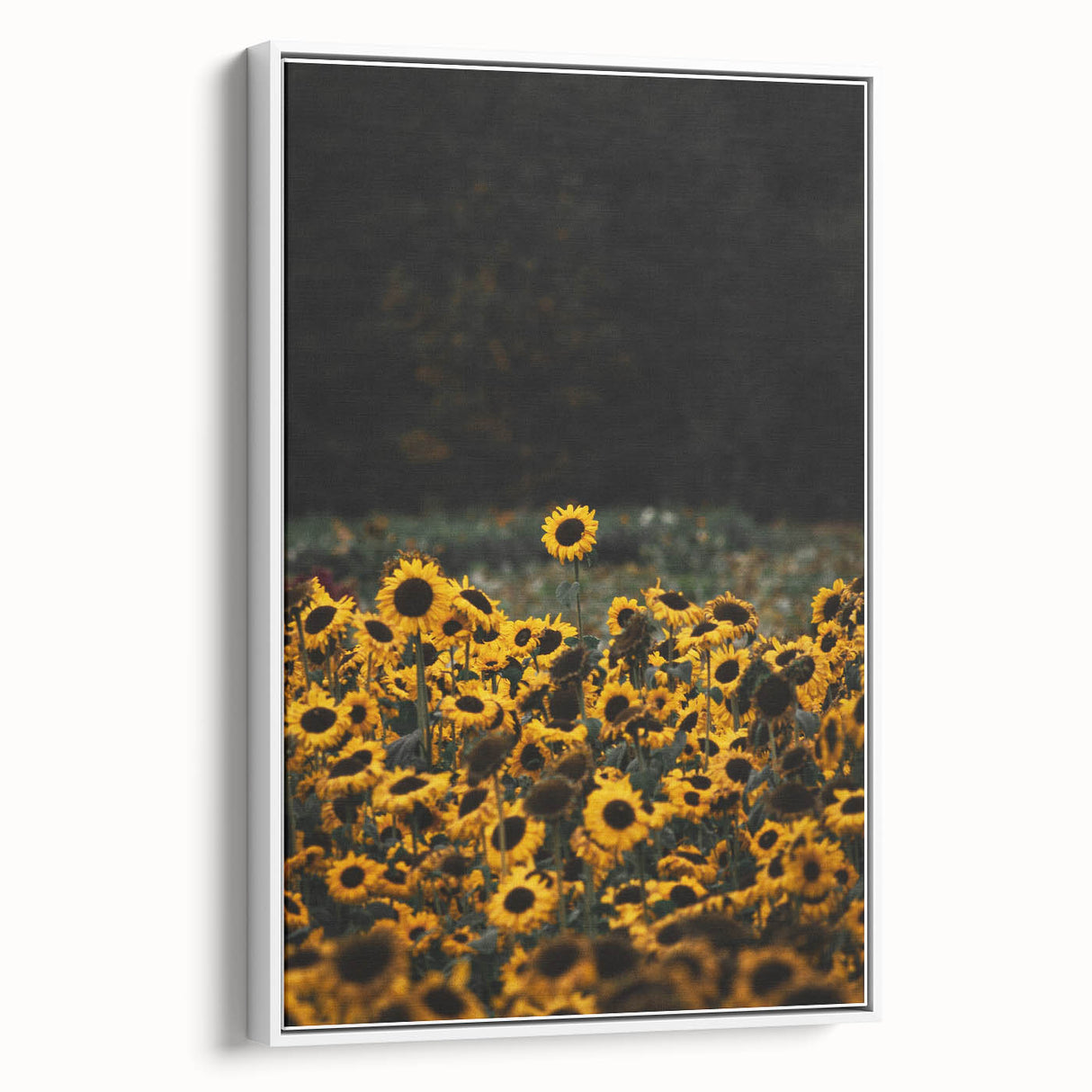 Rustic Wall Art - Sunflower Field at Sunset, Farmhouse Decor Print