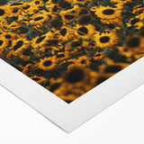 Rustic Wall Art - Sunflower Field at Sunset, Farmhouse Decor Print