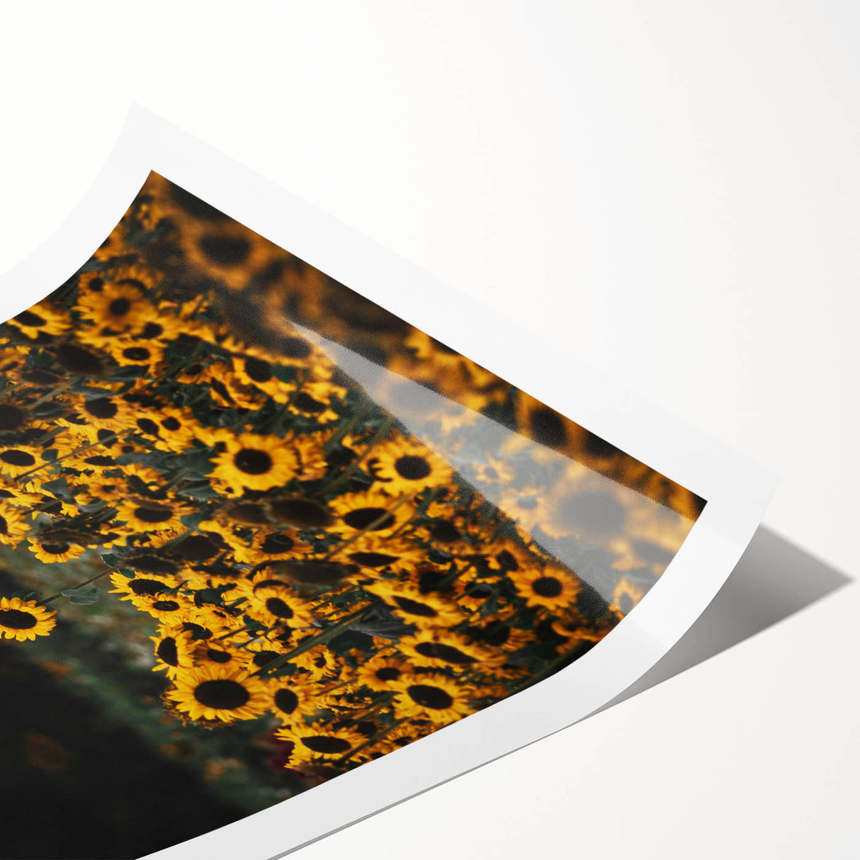 Rustic Wall Art - Sunflower Field at Sunset, Farmhouse Decor Print
