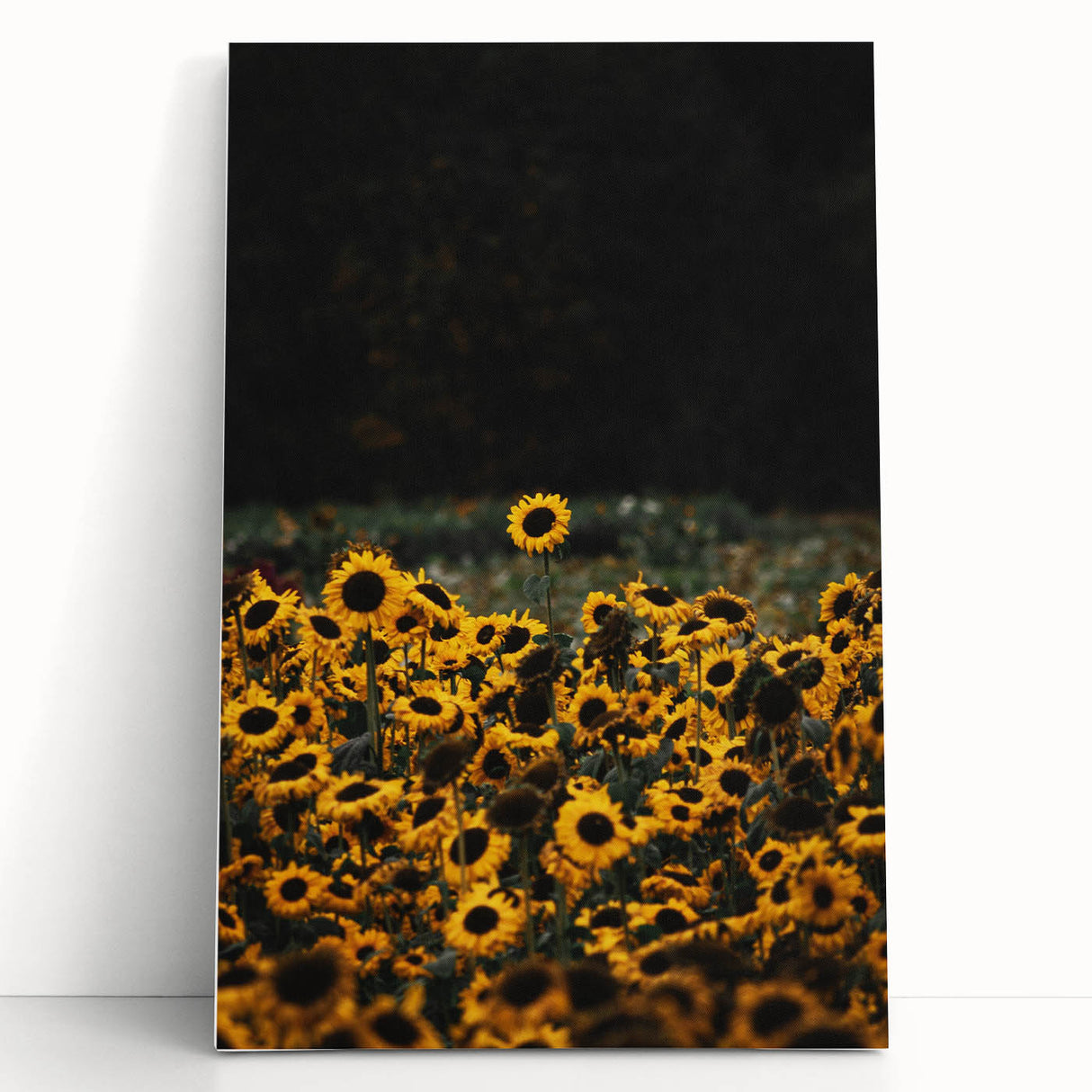 Rustic Wall Art - Sunflower Field at Sunset, Farmhouse Decor Print