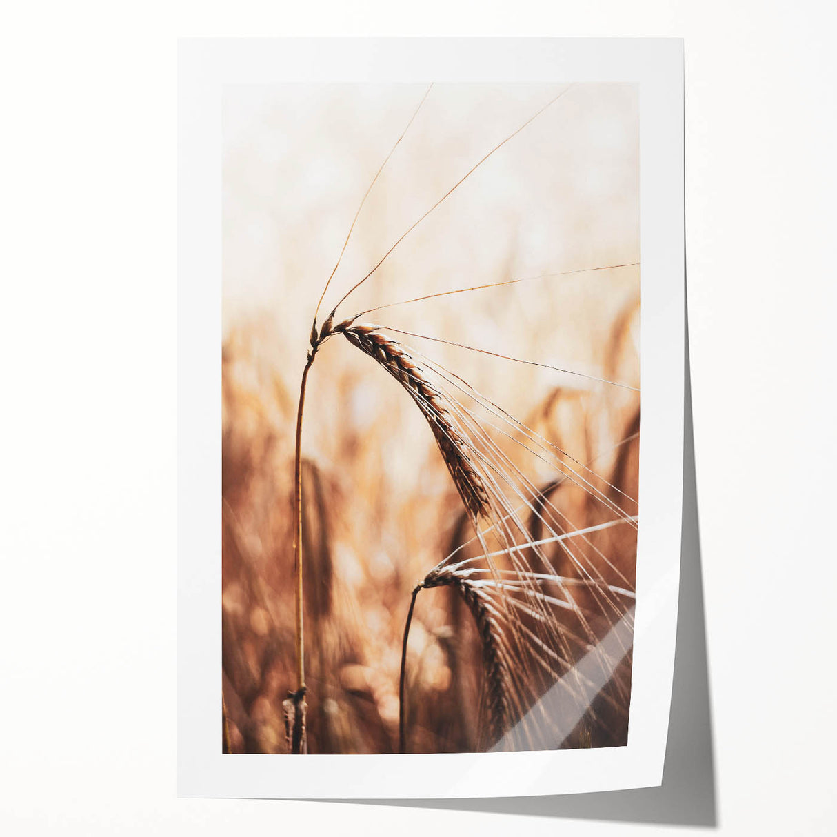 Elegant Wheat Stalk Art Print, Rustic Farmhouse Wall Decor