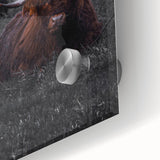 Rustic Wall Art - Highland Cows Resting in Field, Farmhouse Decor Print