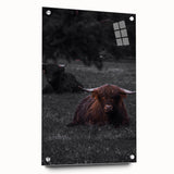 Rustic Wall Art - Highland Cows Resting in Field, Farmhouse Decor Print