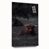 Rustic Wall Art - Highland Cows Resting in Field, Farmhouse Decor Print