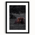 Rustic Wall Art - Highland Cows Resting in Field, Farmhouse Decor Print
