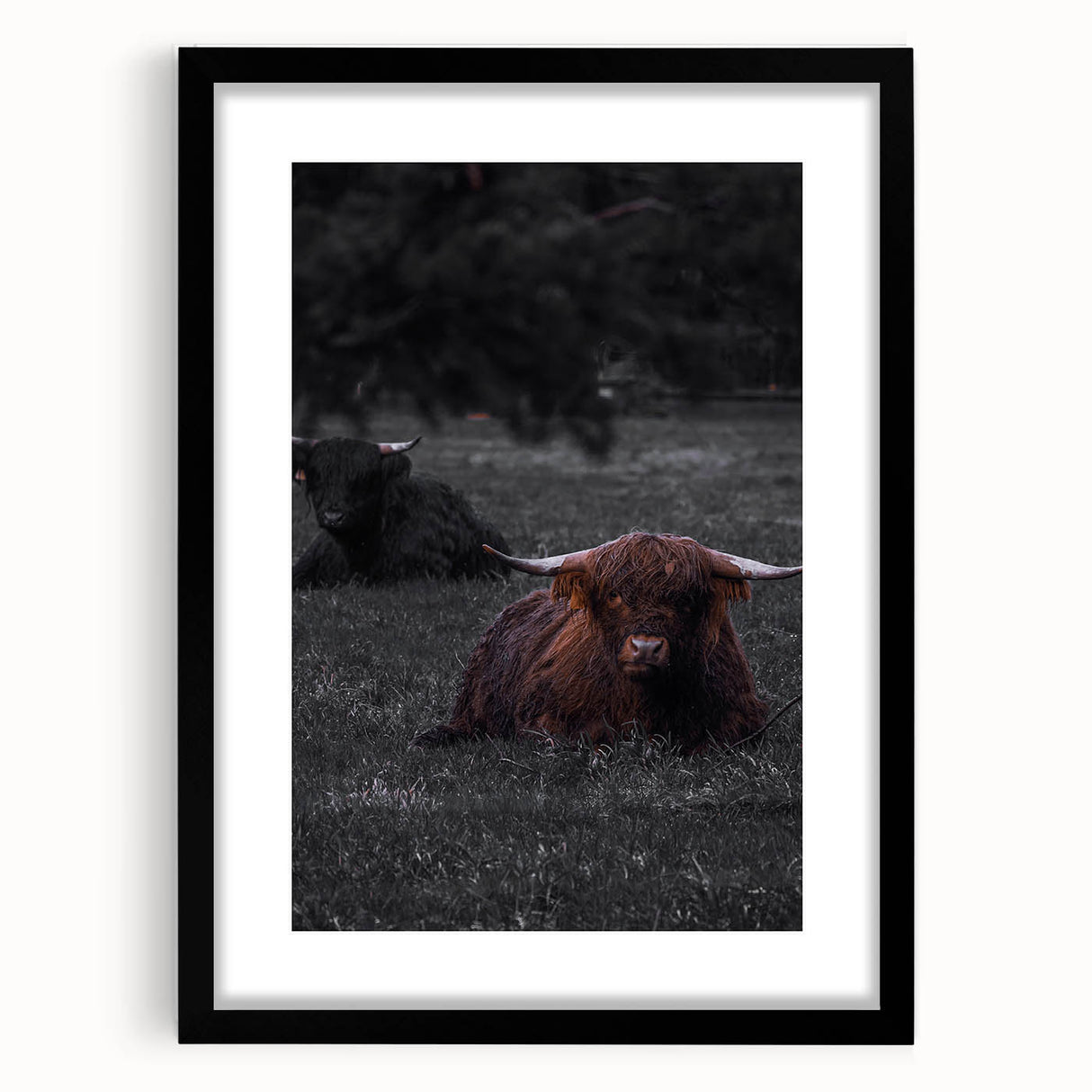 Rustic Wall Art - Highland Cows Resting in Field, Farmhouse Decor Print