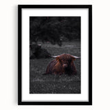 Rustic Wall Art - Highland Cows Resting in Field, Farmhouse Decor Print