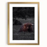 Rustic Wall Art - Highland Cows Resting in Field, Farmhouse Decor Print