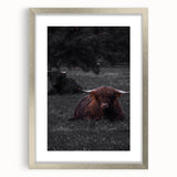 Rustic Wall Art - Highland Cows Resting in Field, Farmhouse Decor Print