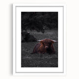 Rustic Wall Art - Highland Cows Resting in Field, Farmhouse Decor Print