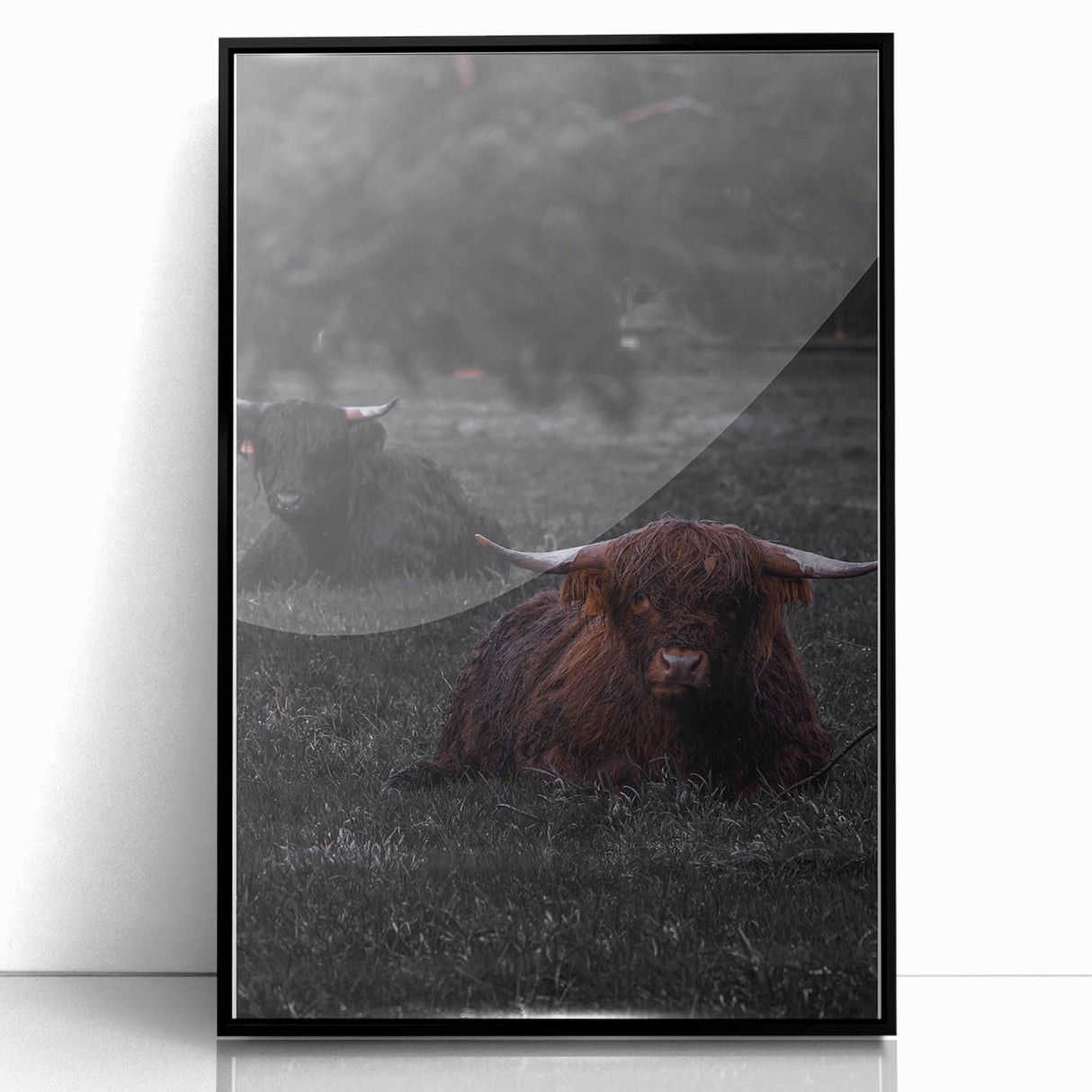 Rustic Wall Art - Highland Cows Resting in Field, Farmhouse Decor Print