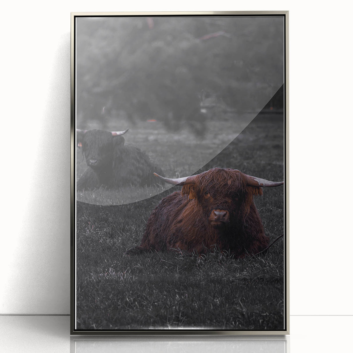 Rustic Wall Art - Highland Cows Resting in Field, Farmhouse Decor Print