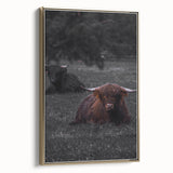 Rustic Wall Art - Highland Cows Resting in Field, Farmhouse Decor Print