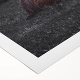 Rustic Wall Art - Highland Cows Resting in Field, Farmhouse Decor Print