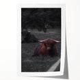 Rustic Wall Art - Highland Cows Resting in Field, Farmhouse Decor Print