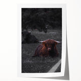 Rustic Wall Art - Highland Cows Resting in Field, Farmhouse Decor Print
