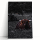 Rustic Wall Art - Highland Cows Resting in Field, Farmhouse Decor Print