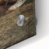 Rustic Wall Art - Highland Cow Resting in Field, Farmhouse Decor Print