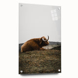 Rustic Wall Art - Highland Cow Resting in Field, Farmhouse Decor Print