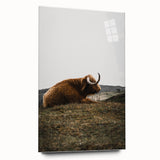 Rustic Wall Art - Highland Cow Resting in Field, Farmhouse Decor Print