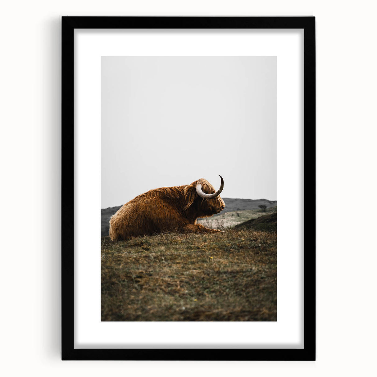 Rustic Wall Art - Highland Cow Resting in Field, Farmhouse Decor Print