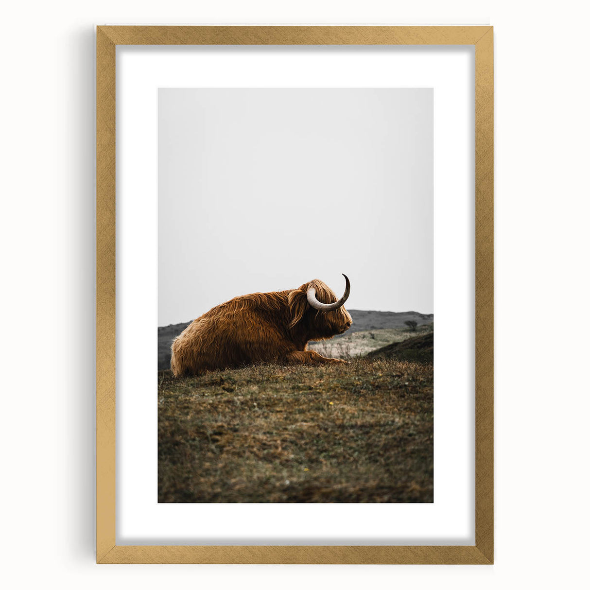 Rustic Wall Art - Highland Cow Resting in Field, Farmhouse Decor Print