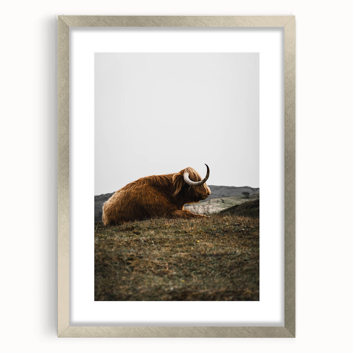 Rustic Wall Art - Highland Cow Resting in Field, Farmhouse Decor Print
