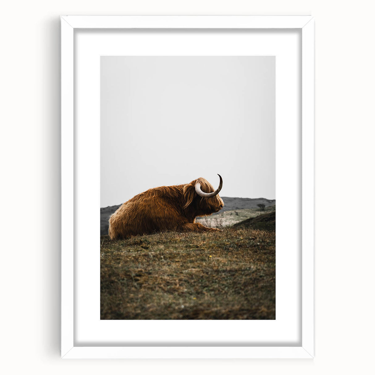 Rustic Wall Art - Highland Cow Resting in Field, Farmhouse Decor Print