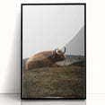 Rustic Wall Art - Highland Cow Resting in Field, Farmhouse Decor Print